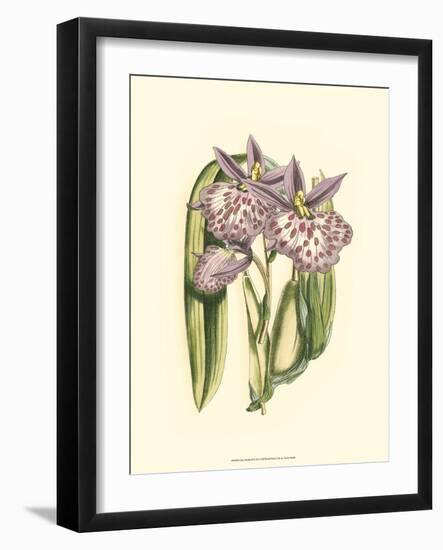 Lilac Orchid II-null-Framed Premium Giclee Print