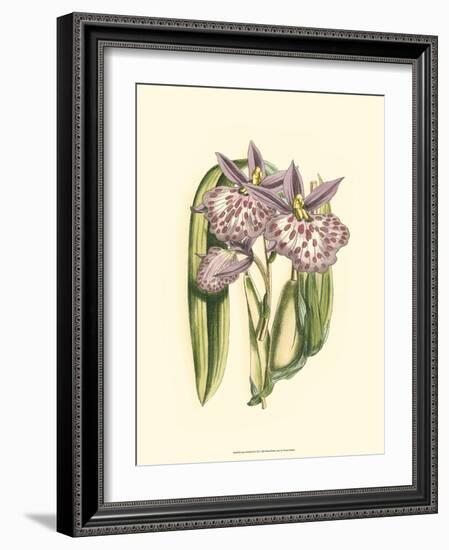 Lilac Orchid II-null-Framed Premium Giclee Print