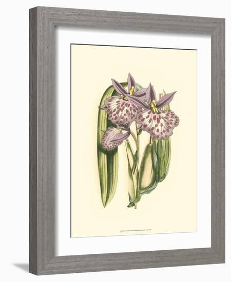 Lilac Orchid II-null-Framed Art Print