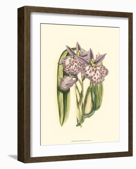Lilac Orchid II-null-Framed Art Print