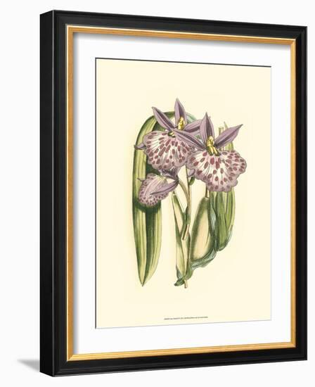 Lilac Orchid II-null-Framed Art Print