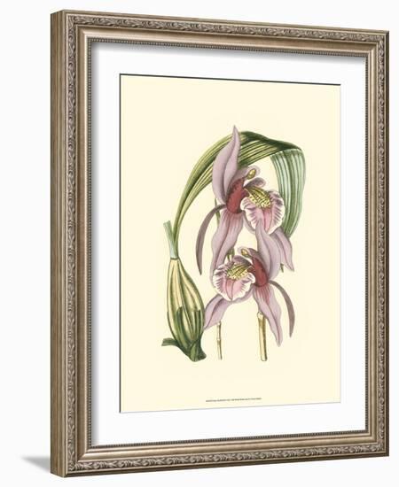 Lilac Orchid III-null-Framed Art Print