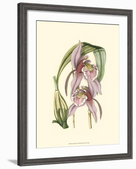 Lilac Orchid III-null-Framed Art Print