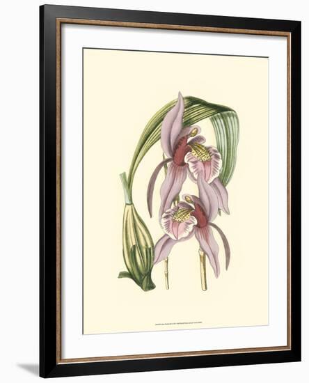 Lilac Orchid III-null-Framed Art Print