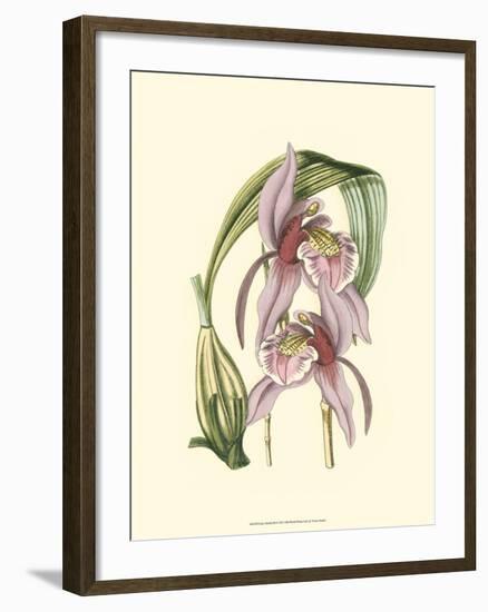 Lilac Orchid III-null-Framed Art Print