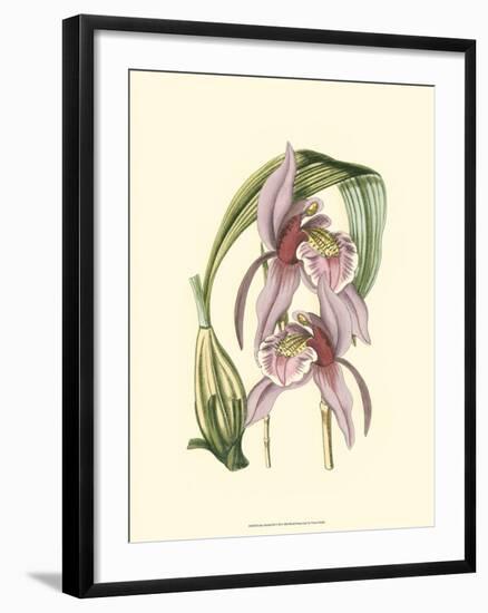 Lilac Orchid III-null-Framed Art Print