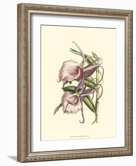 Lilac Orchid IV-null-Framed Art Print