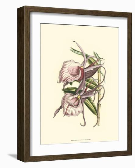 Lilac Orchid IV-null-Framed Art Print