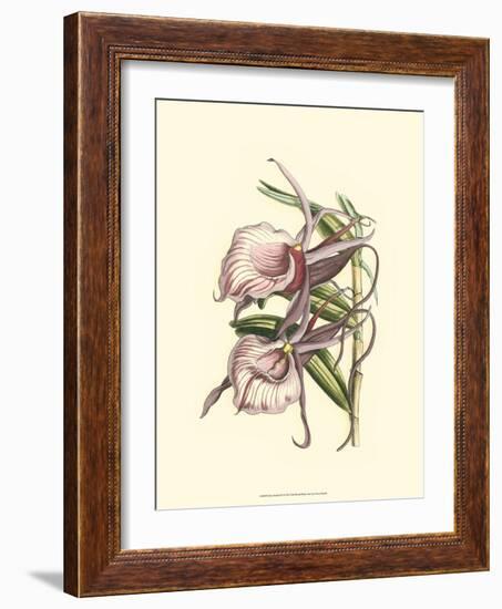 Lilac Orchid IV-null-Framed Art Print