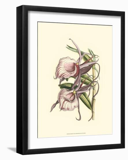 Lilac Orchid IV-null-Framed Art Print