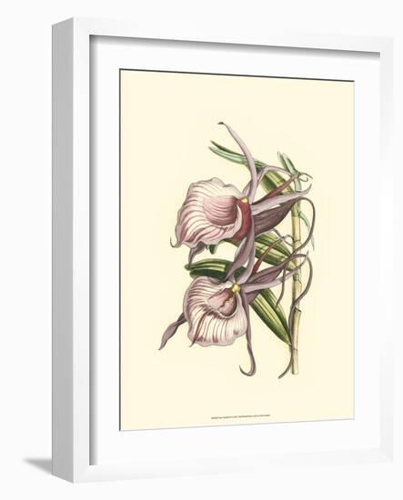 Lilac Orchid IV-null-Framed Art Print