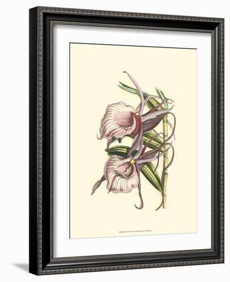 Lilac Orchid IV-null-Framed Art Print