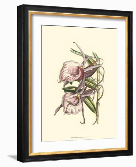 Lilac Orchid IV-null-Framed Art Print