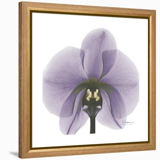 Lilac Orchid-Albert Koetsier-Framed Stretched Canvas