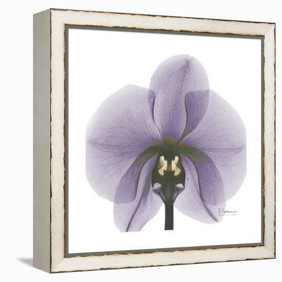 Lilac Orchid-Albert Koetsier-Framed Stretched Canvas