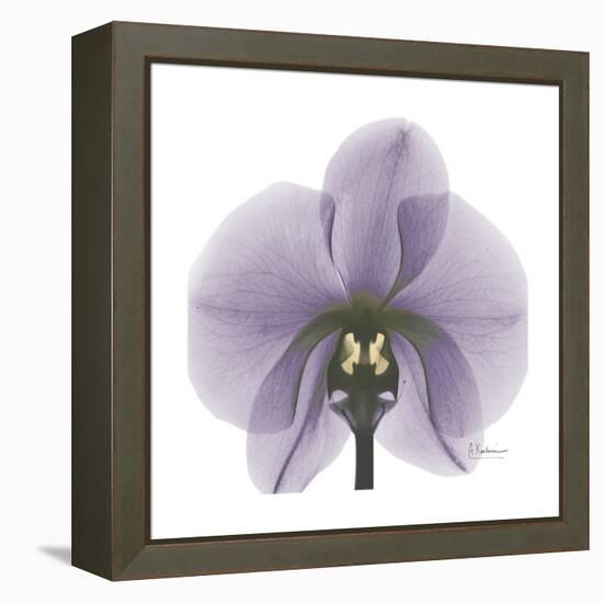 Lilac Orchid-Albert Koetsier-Framed Stretched Canvas