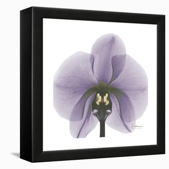 Lilac Orchid-Albert Koetsier-Framed Stretched Canvas