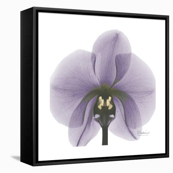 Lilac Orchid-Albert Koetsier-Framed Stretched Canvas