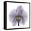 Lilac Orchid-Albert Koetsier-Framed Stretched Canvas