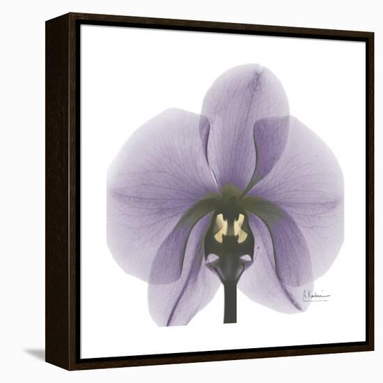 Lilac Orchid-Albert Koetsier-Framed Stretched Canvas