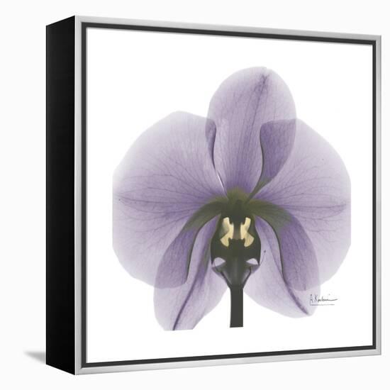 Lilac Orchid-Albert Koetsier-Framed Stretched Canvas