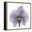 Lilac Orchid-Albert Koetsier-Framed Stretched Canvas