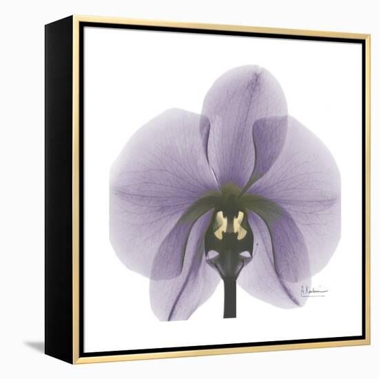 Lilac Orchid-Albert Koetsier-Framed Stretched Canvas