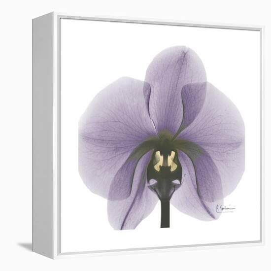 Lilac Orchid-Albert Koetsier-Framed Stretched Canvas