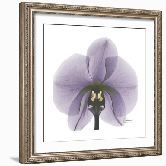 Lilac Orchid-Albert Koetsier-Framed Premium Giclee Print