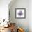 Lilac Orchid-Albert Koetsier-Framed Premium Giclee Print displayed on a wall
