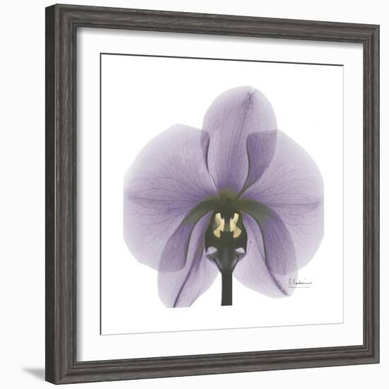 Lilac Orchid-Albert Koetsier-Framed Premium Giclee Print