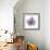 Lilac Orchid-Albert Koetsier-Framed Premium Giclee Print displayed on a wall
