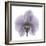 Lilac Orchid-Albert Koetsier-Framed Premium Giclee Print