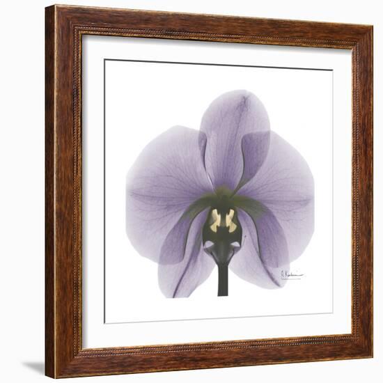 Lilac Orchid-Albert Koetsier-Framed Premium Giclee Print