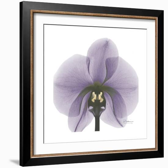 Lilac Orchid-Albert Koetsier-Framed Premium Giclee Print