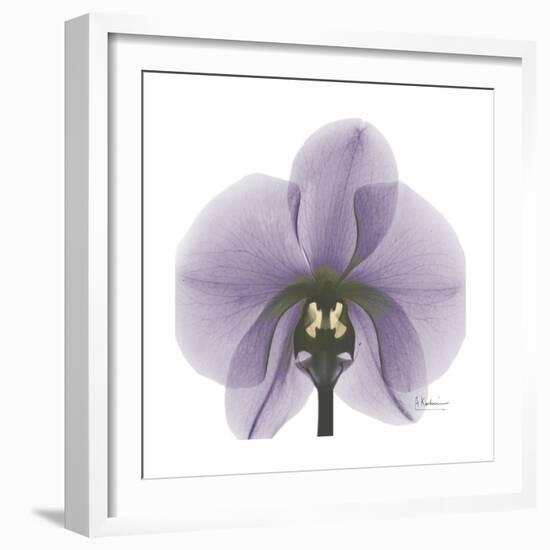 Lilac Orchid-Albert Koetsier-Framed Premium Giclee Print