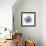 Lilac Orchid-Albert Koetsier-Framed Premium Giclee Print displayed on a wall