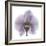 Lilac Orchid-Albert Koetsier-Framed Premium Giclee Print