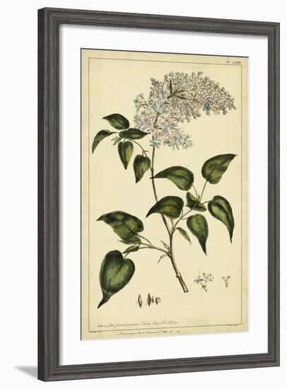 Lilac, Pl. CLXIII-Phillip Miller-Framed Art Print