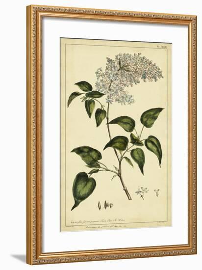 Lilac, Pl. CLXIII-Phillip Miller-Framed Art Print