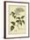 Lilac, Pl. CLXIII-Phillip Miller-Framed Art Print