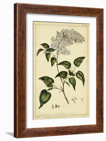 Lilac, Pl. CLXIII-Phillip Miller-Framed Art Print