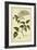 Lilac, Pl. CLXIII-Phillip Miller-Framed Art Print