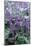 Lilac Sage (Salvia 'Purple Rain')-Adrian Thomas-Mounted Photographic Print