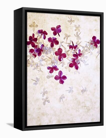 Lilac, Syringa Vulgaris, Blossoms, Pink, White-Axel Killian-Framed Premier Image Canvas
