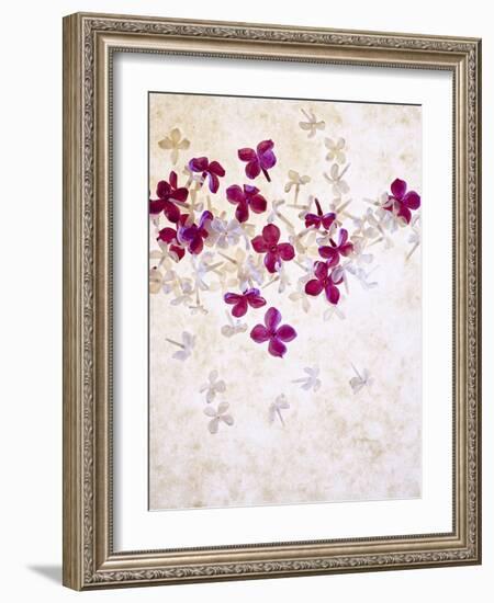 Lilac, Syringa Vulgaris, Blossoms, Pink, White-Axel Killian-Framed Photographic Print