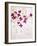 Lilac, Syringa Vulgaris, Blossoms, Pink, White-Axel Killian-Framed Photographic Print