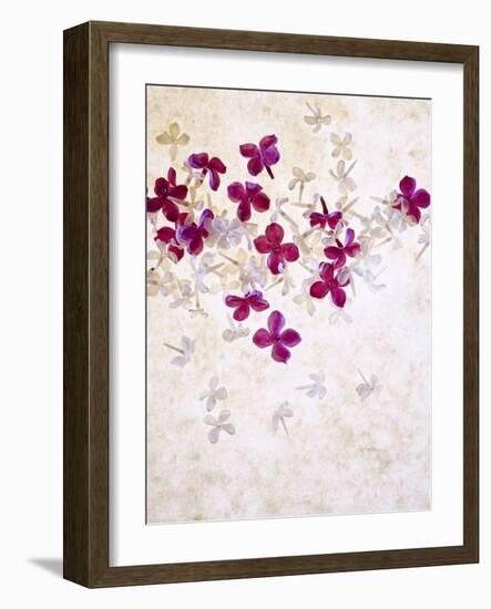 Lilac, Syringa Vulgaris, Blossoms, Pink, White-Axel Killian-Framed Photographic Print