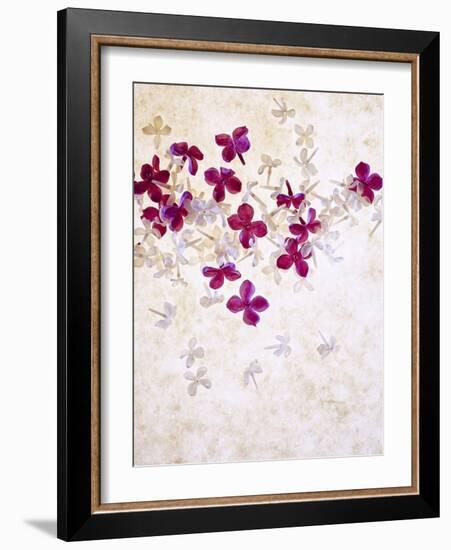 Lilac, Syringa Vulgaris, Blossoms, Pink, White-Axel Killian-Framed Photographic Print