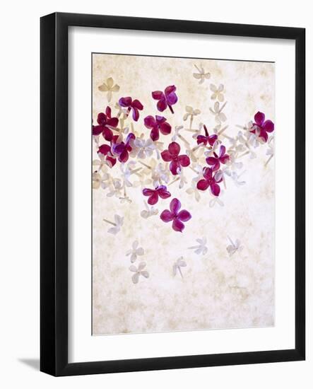 Lilac, Syringa Vulgaris, Blossoms, Pink, White-Axel Killian-Framed Photographic Print